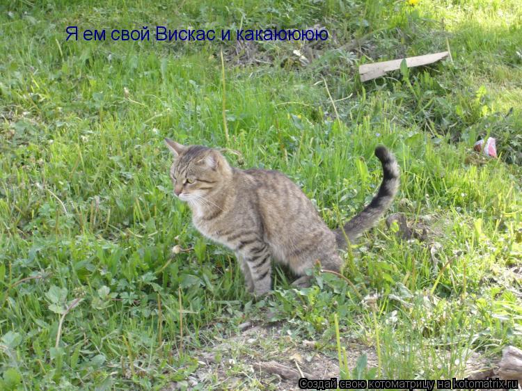 Я ем свой Вискас и какаюююю... Котоматрица: Я ем свой Вискас и какаюююю