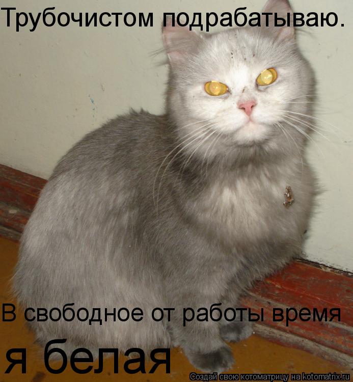 Трубочистом подрабатываю. В свободное от работы время я белая... Котоматрица: Трубочистом подрабатываю. В свободное от работы время я белая