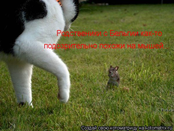 Родственики с Бельгии как-то подозрительно похожи на мышей...... Котоматрица: Родственики с Бельгии как-то подозрительно похожи на мышей...