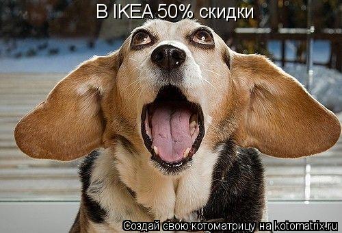 В IKEA 50% скидки... Котоматрица: В IKEA 50% скидки