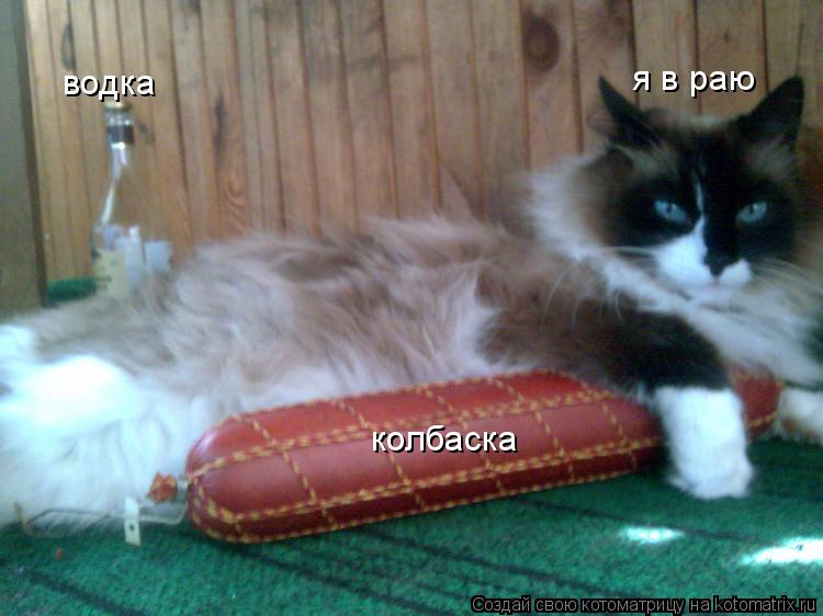 водка колбаска я в раю... Котоматрица: водка колбаска я в раю
