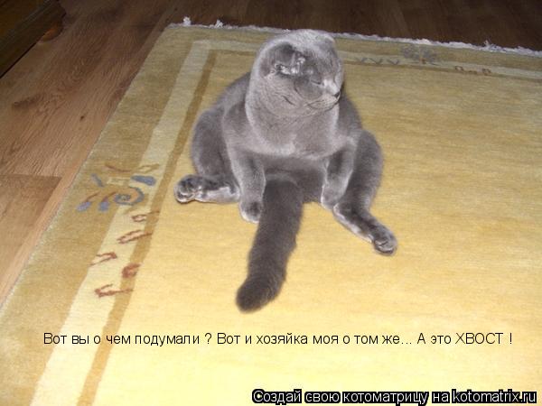 Вот вы о чем подумали ? Вот и хозяйка моя о том же... А это ХВОСТ !... Котоматрица: Вот вы о чем подумали ? Вот и хозяйка моя о том же... А это ХВОСТ !