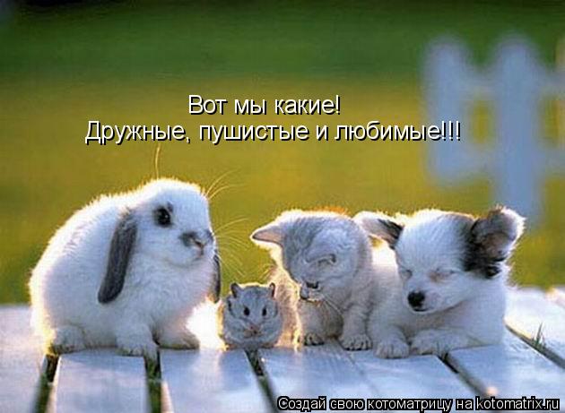 Вот мы какие! Дружные, пушистые и любимые!!!... Котоматрица: Вот мы какие! Дружные, пушистые и любимые!!!