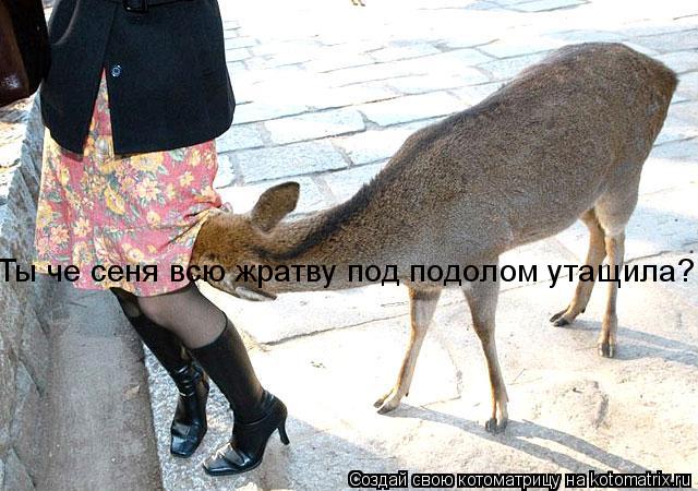 Ты че сеня всю жратву под подолом утащила?... Котоматрица: Ты че сеня всю жратву под подолом утащила?