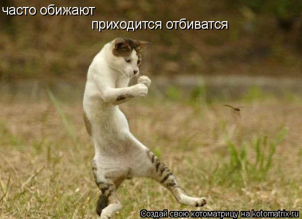 часто обижают приходится отбиватся... Котоматрица: часто обижают приходится отбиватся