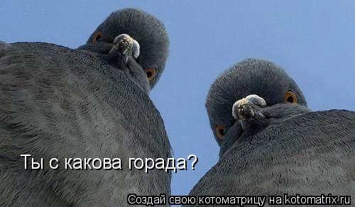 Ты с какова горада?... Котоматрица: Ты с какова горада?