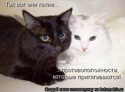 Так вот они какие... которые притягиваются! ...противоположности,... Котоматрица: Так вот они какие... которые притягиваются! ...противоположности,