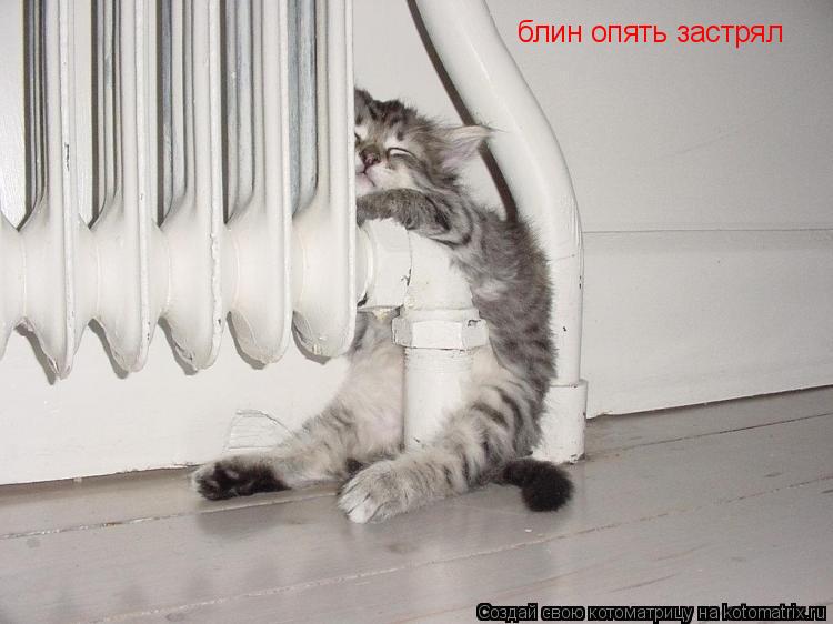 блин опять застрял... Котоматрица: блин опять застрял