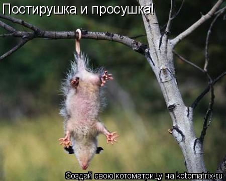 Постирушка и просушка!... Котоматрица: Постирушка и просушка!