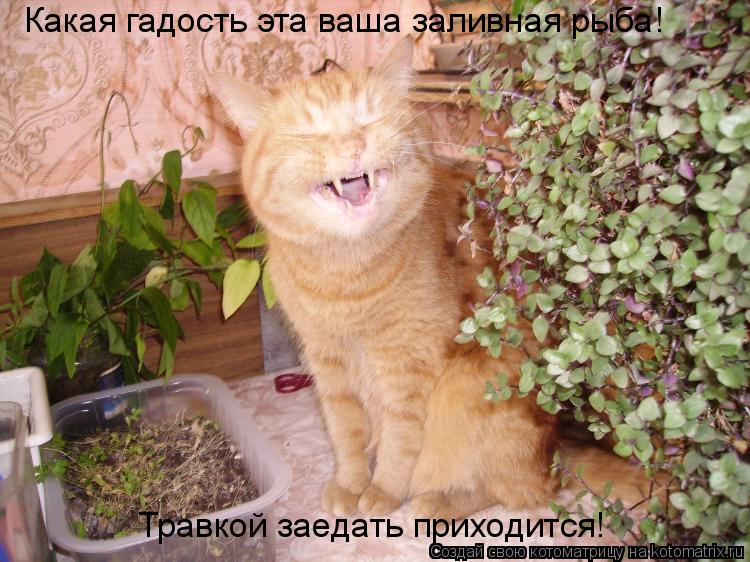 Какая гадость эта ваша заливная рыба! Травкой заедать приходится!... Котоматрица: Какая гадость эта ваша заливная рыба! Травкой заедать приходится!