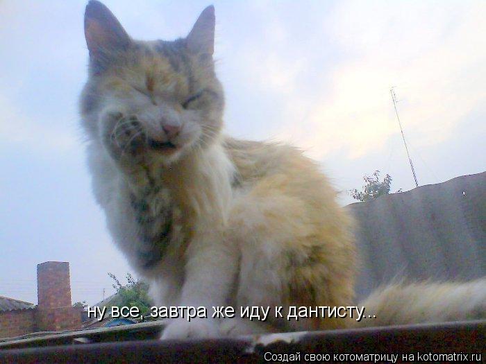 ну все, завтра же иду к дантисту...... Котоматрица: ну все, завтра же иду к дантисту...