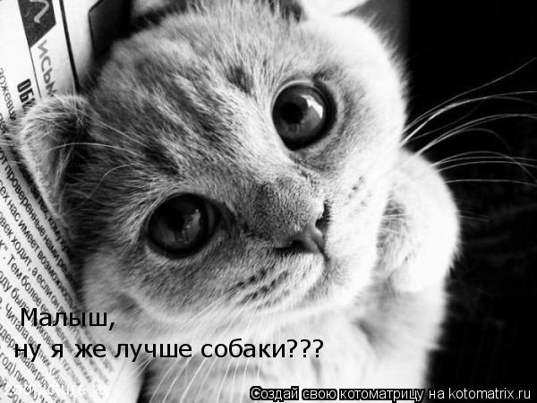 Малыш, ну я же лучше собаки???... Котоматрица: Малыш, ну я же лучше собаки???