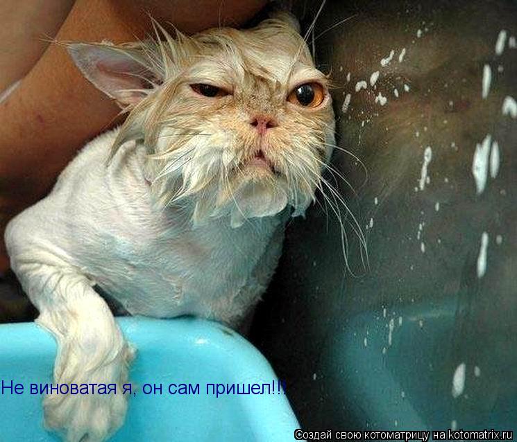 Не виноватая я, он сам пришел!!!... Котоматрица: Не виноватая я, он сам пришел!!!