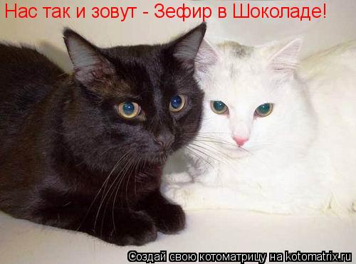 Нас так и зовут - Зефир в Шоколаде!... Котоматрица: Нас так и зовут - Зефир в Шоколаде!