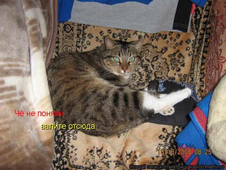 Чё не поняли валите отсюда валите отсюда... Котоматрица: Чё не поняли валите отсюда валите отсюда