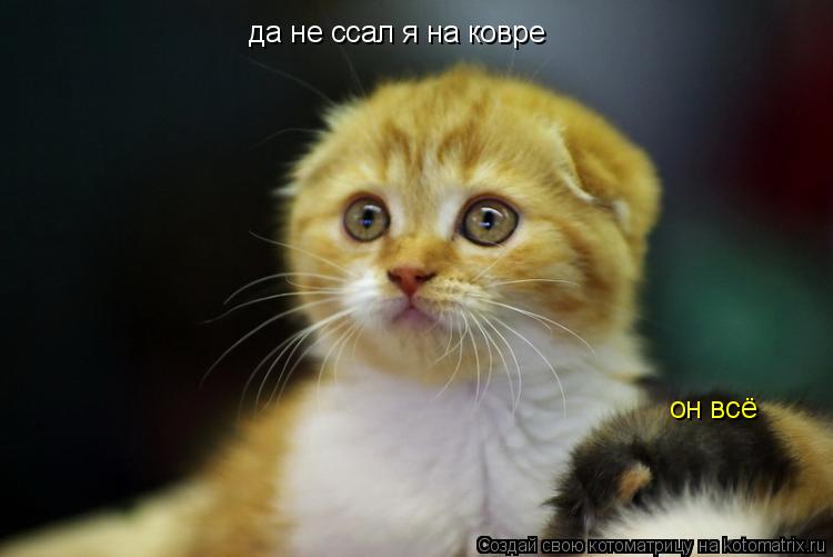 да не ссал я на ковре он всё... Котоматрица: да не ссал я на ковре он всё