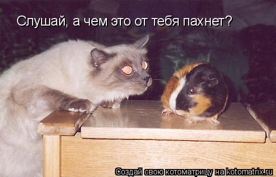 Слушай, а чем это от тебя пахнет?... Котоматрица: Слушай, а чем это от тебя пахнет?