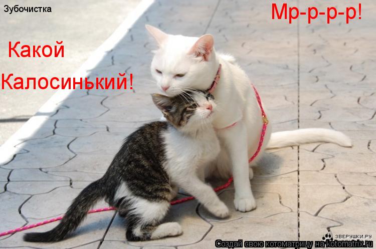Зубочистка Мр-р-р-р! Какой Калосинький!... Котоматрица: Зубочистка Мр-р-р-р! Какой Калосинький!
