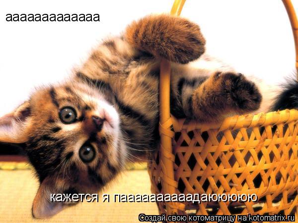 ааааааааааааа кажется я паааааааааадаююююю... Котоматрица: ааааааааааааа кажется я паааааааааадаююююю