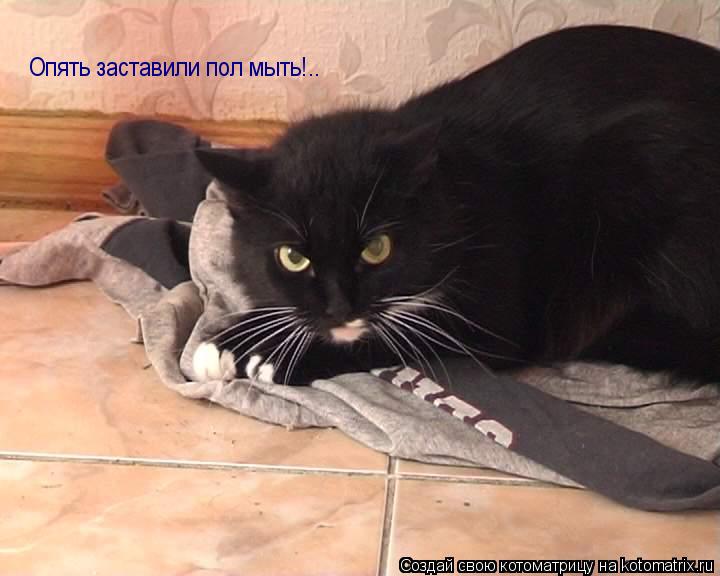 Опять заставили пол мыть!..... Котоматрица: Опять заставили пол мыть!..