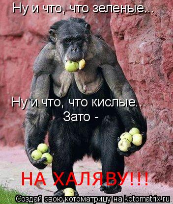 Ну и что, что зеленые... Ну и что, что кислые... Зато - НА ХАЛЯВУ!!!... Котоматрица: Ну и что, что зеленые... Ну и что, что кислые... Зато - НА ХАЛЯВУ!!!