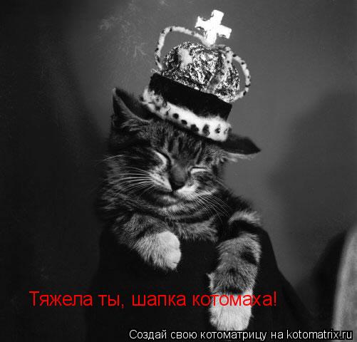 Тяжела ты, шапка котомаха!... Котоматрица: Тяжела ты, шапка котомаха!