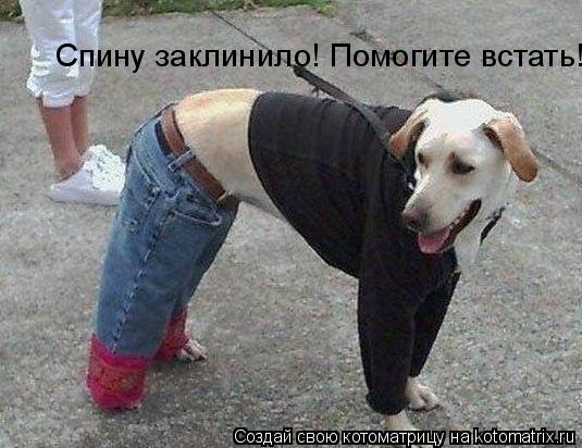 Спину заклинило! Помогите встать!... Котоматрица: Спину заклинило! Помогите встать!