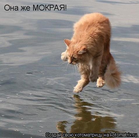 Она же МОКРАЯ!... Котоматрица: Она же МОКРАЯ!