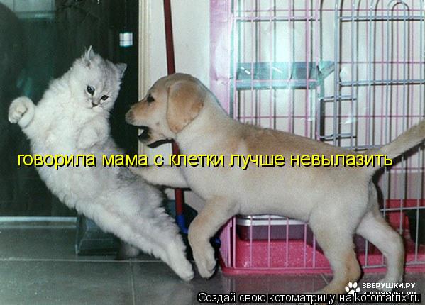 говорила мама с клетки лучше невылазить... Котоматрица: говорила мама с клетки лучше невылазить