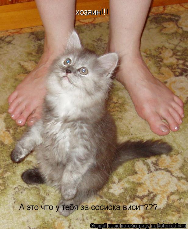 А это что у тебя за сосиска висит??? хозяин!!!... Котоматрица: А это что у тебя за сосиска висит??? хозяин!!!