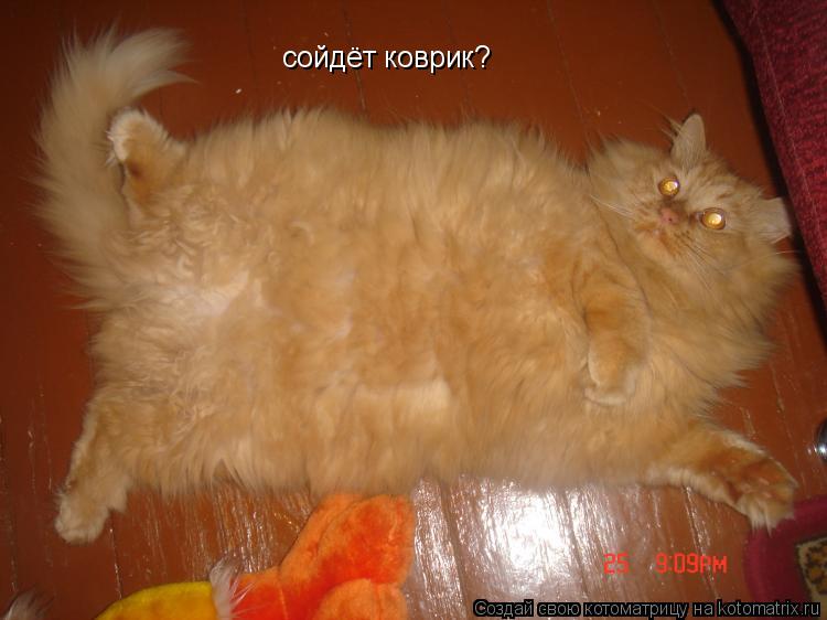 сойдёт коврик?... Котоматрица: сойдёт коврик?