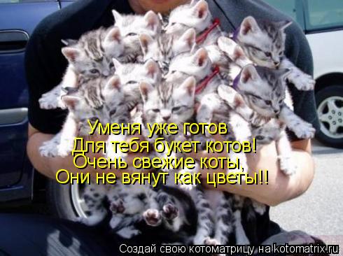 Уменя уже готов Для тебя букет котов! Очень свежие коты, Они не вянут как цветы!!... Котоматрица: Уменя уже готов Для тебя букет котов! Очень свежие коты, Они не вянут как цветы!!