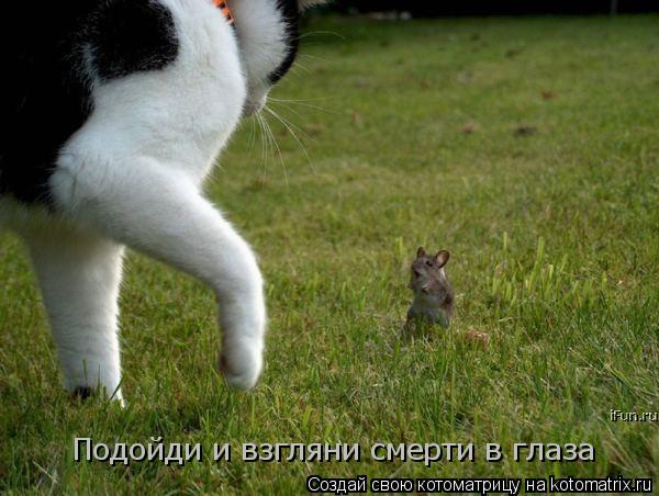 Подойди и взгляни смерти в глаза... Котоматрица: Подойди и взгляни смерти в глаза