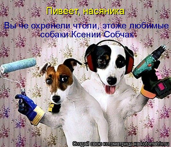Пивеет, насяника Вы че охренели чтоли, этоже любимые собаки Ксении Собчак... Котоматрица: Пивеет, насяника Вы че охренели чтоли, этоже любимые собаки Ксении Собчак