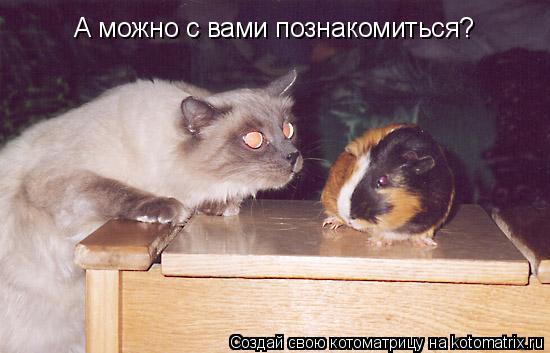 А можно с вами познакомиться?... Котоматрица: А можно с вами познакомиться?
