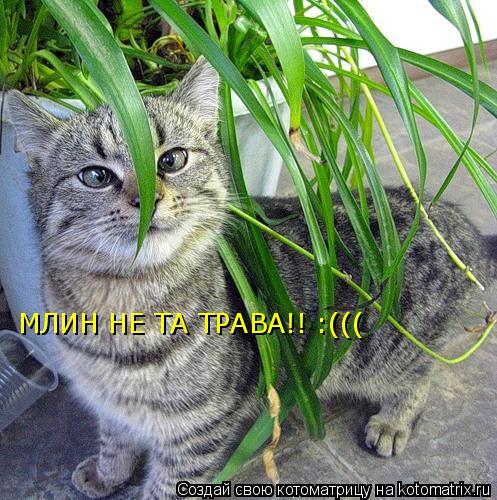 МЛИН НЕ ТА ТРАВА!! :(((... Котоматрица: МЛИН НЕ ТА ТРАВА!! :(((