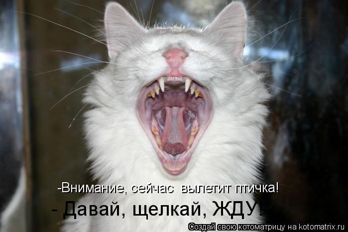 -Внимание, сейчас вылетит птичка! - Давай, щелкай, ЖДУ!... Котоматрица: -Внимание, сейчас вылетит птичка! - Давай, щелкай, ЖДУ!