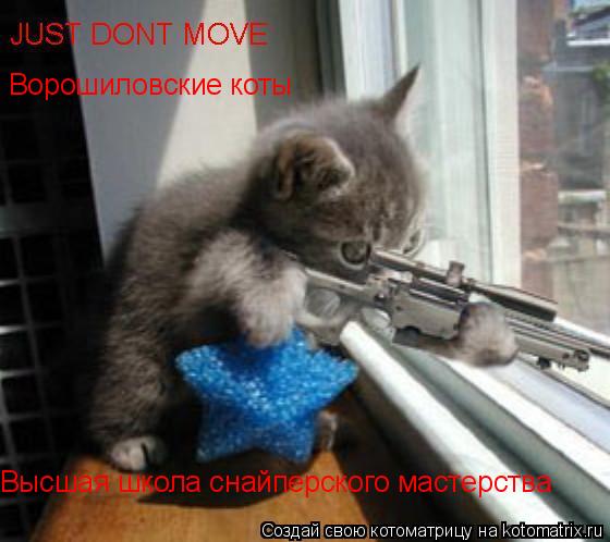 Ворошиловские коты Высшая школа снайперского мастерства... Котоматрица: Ворошиловские коты Высшая школа снайперского мастерства