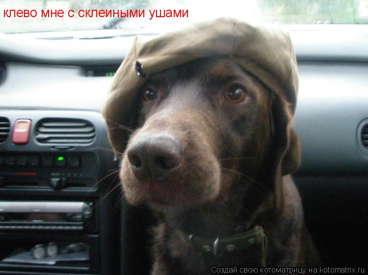 клево мне с склеиными ушами... Котоматрица: клево мне с склеиными ушами