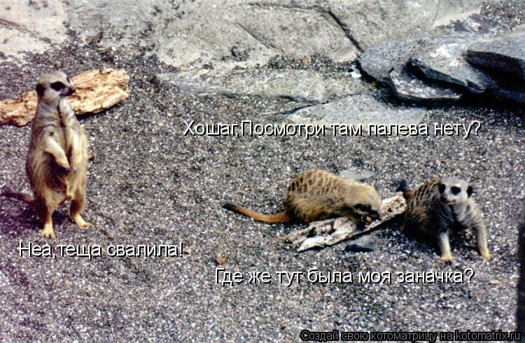 Где же тут была моя заначка? Хошаг,Посмотри там палева нету? Неа,теща свалила!... Котоматрица: Где же тут была моя заначка? Хошаг,Посмотри там палева нету? Неа,теща свалила!