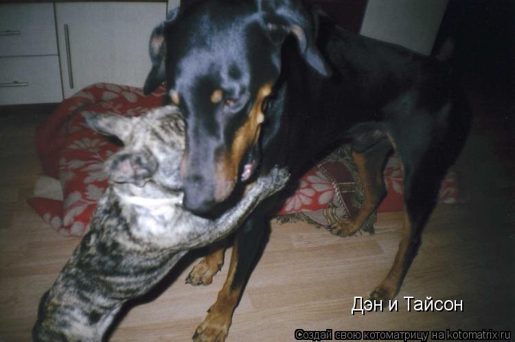 Дэн и Тайсон... Котоматрица: Дэн и Тайсон