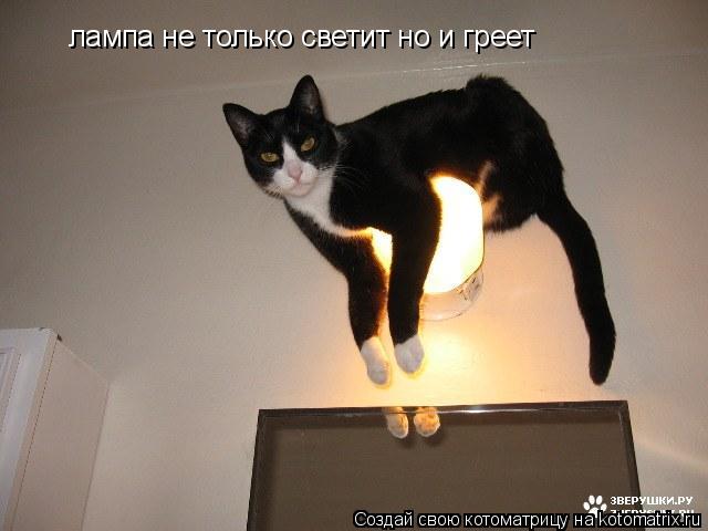 лампа не только светит но и греет... Котоматрица: лампа не только светит но и греет