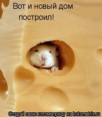 Вот и новый дом построил!... Котоматрица: Вот и новый дом построил!