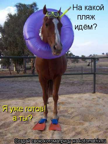 На какой пляж идём? Я уже готов! а ты?... Котоматрица: На какой пляж идём? Я уже готов! а ты?