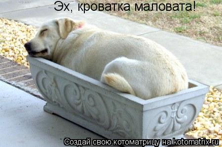 Эх, кроватка маловата!... Котоматрица: Эх, кроватка маловата!
