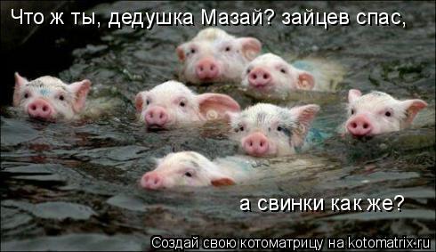 Что ж ты, дедушка Мазай? зайцев спас, а свинки как же?... Котоматрица: Что ж ты, дедушка Мазай? зайцев спас, а свинки как же?