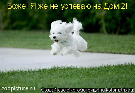 Боже! Я же не успеваю на Дом 2!... Котоматрица: Боже! Я же не успеваю на Дом 2!
