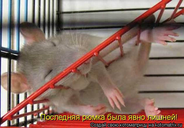 Последняя рюмка была явно лишней!... Котоматрица: Последняя рюмка была явно лишней!