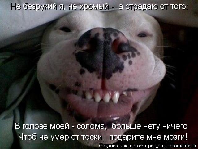 Не безрукий я, не хромый - а страдаю от того: В голове моей - солома, больше нету ничего. Чт... Котоматрица: Не безрукий я, не хромый - а страдаю от того: В голове моей - солома, больше нету ничего. Чтоб не умер от тоски, подарите мне мозги!