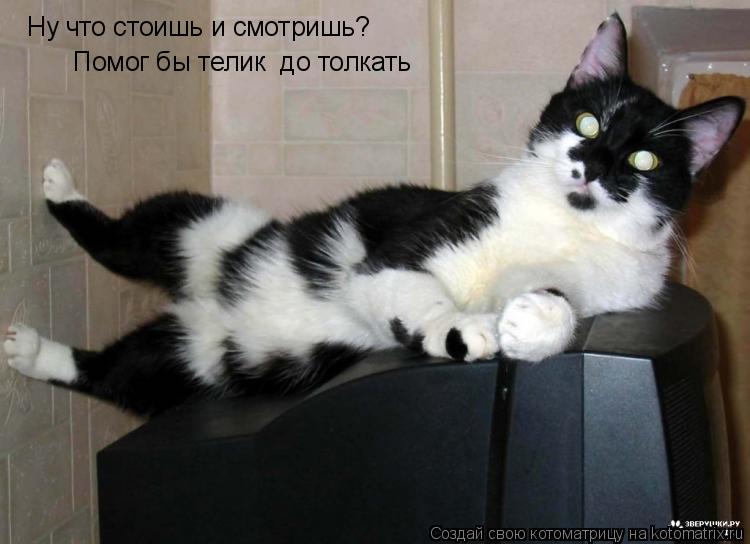 Ну что стоишь и смотришь? Помог бы телик до толкать... Котоматрица: Ну что стоишь и смотришь? Помог бы телик до толкать
